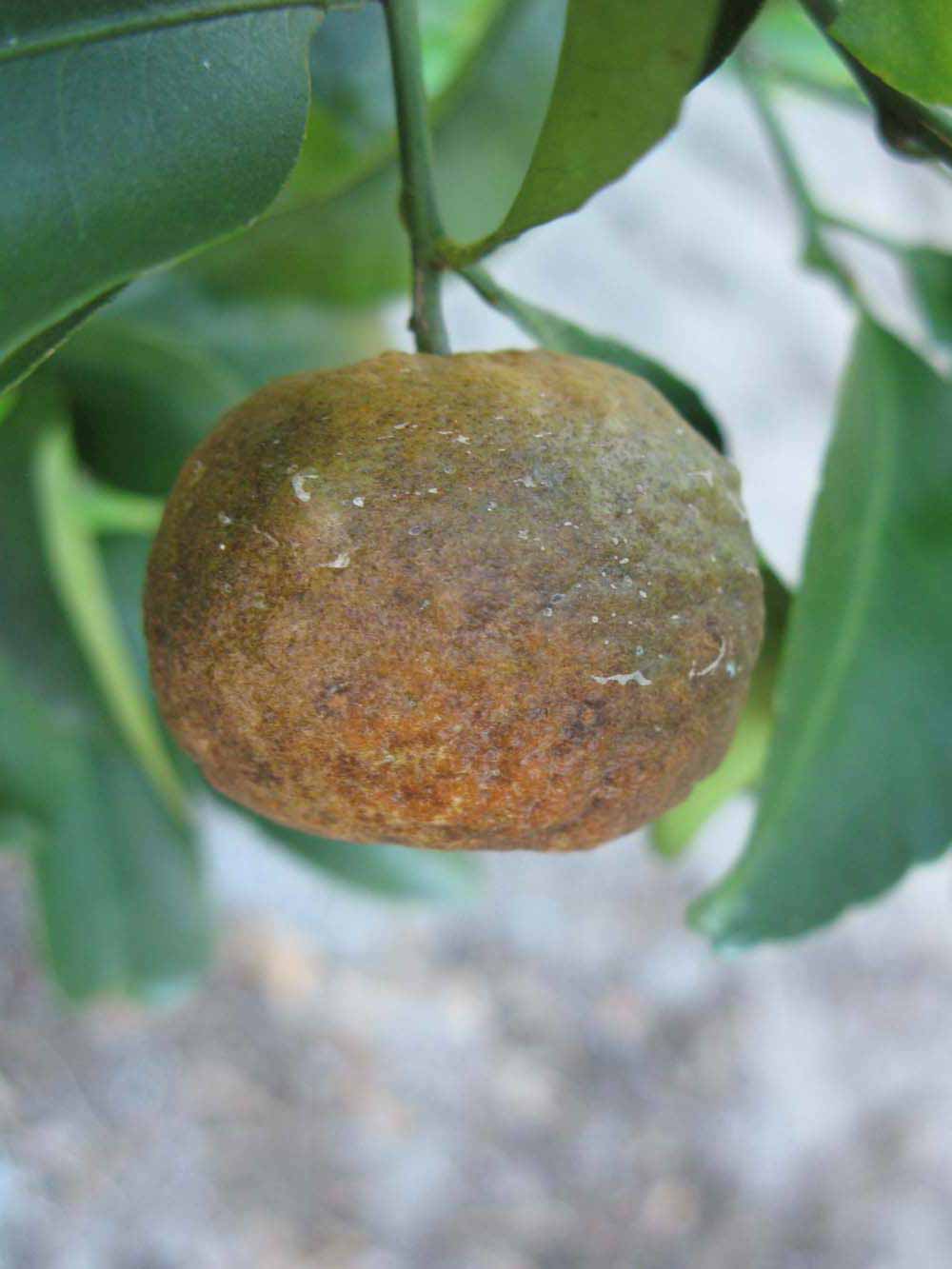            Fruit (Winter Haven, FL)   